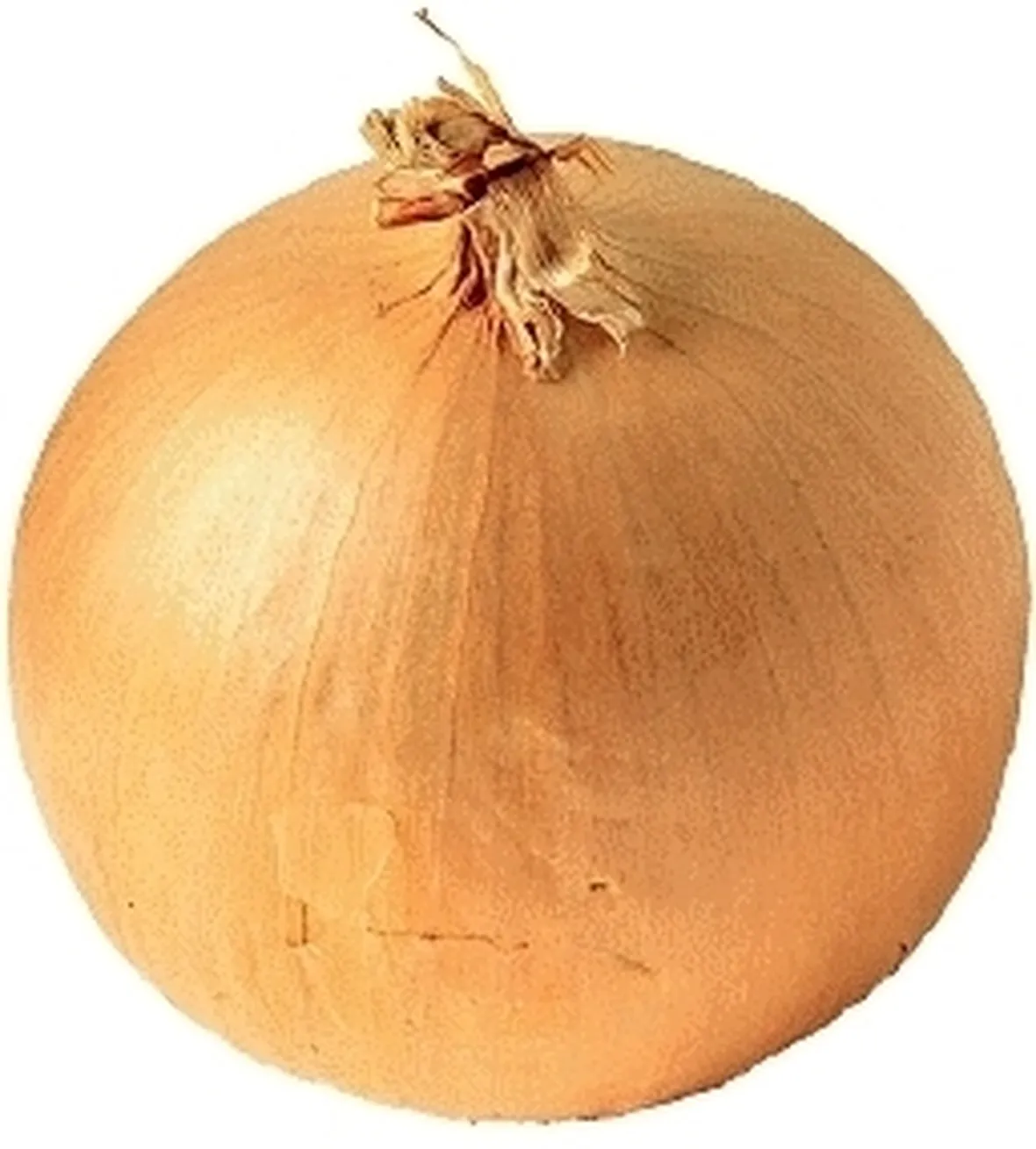 Cipolla-29