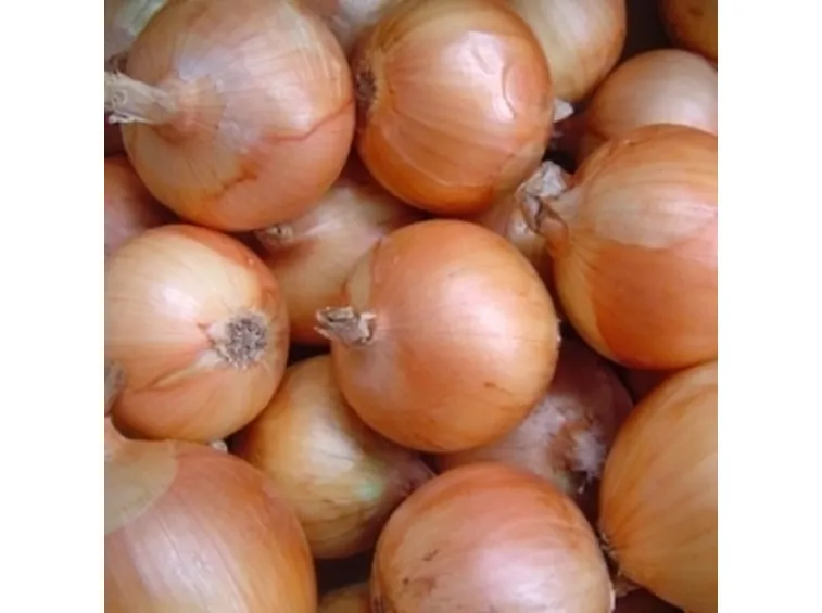 Cipolla rossa