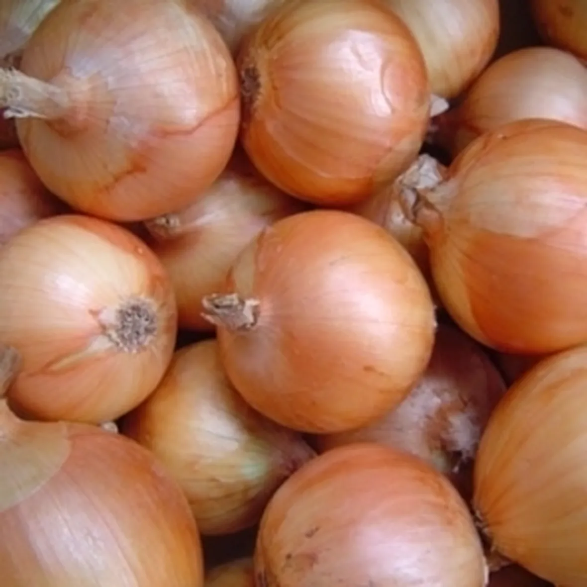 Cipolla rossa
