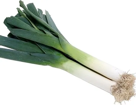 Come seminare ed annaffiare il porro