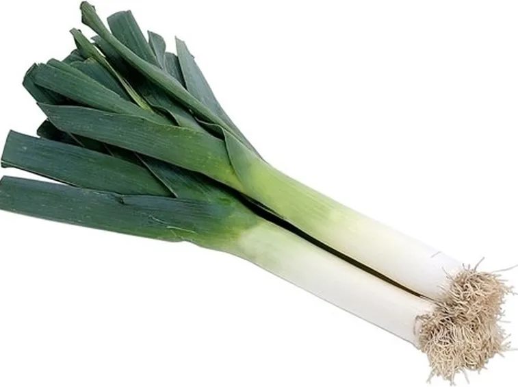 Come seminare ed annaffiare il porro
