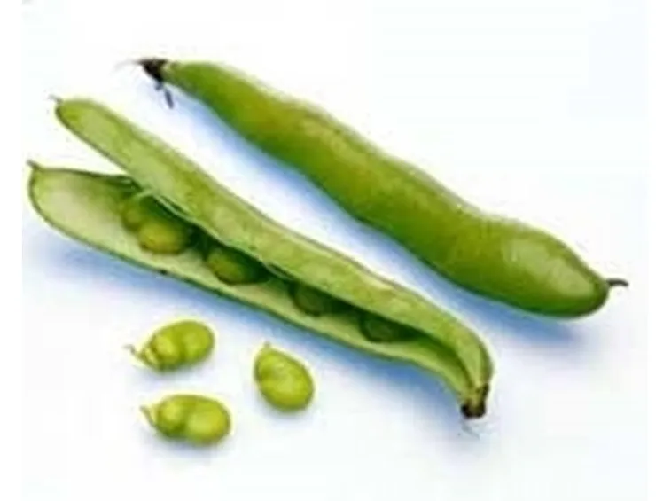 Conservare i fagiolini al naturale