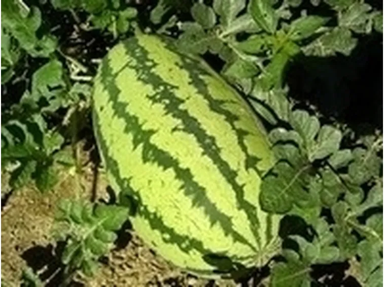 Anguria-11