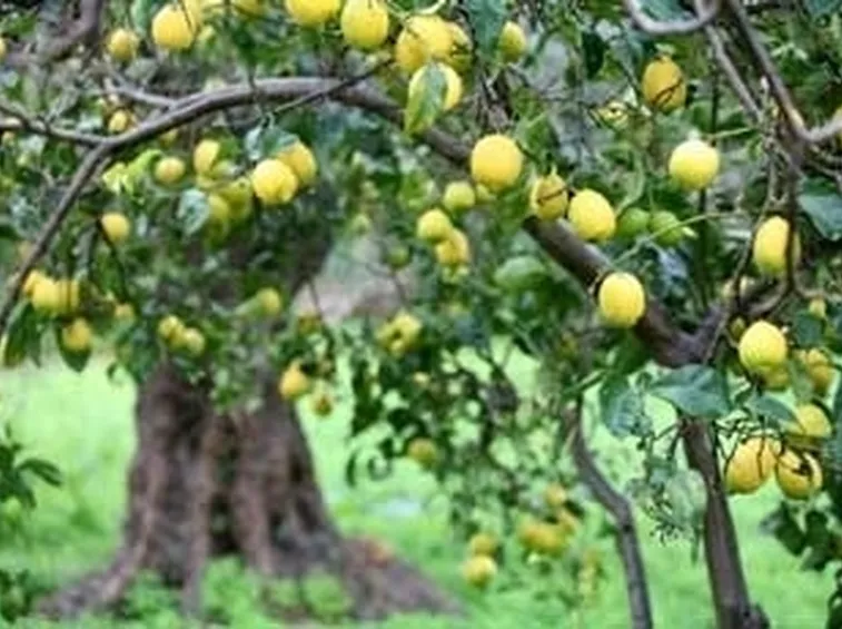 Cedro-13