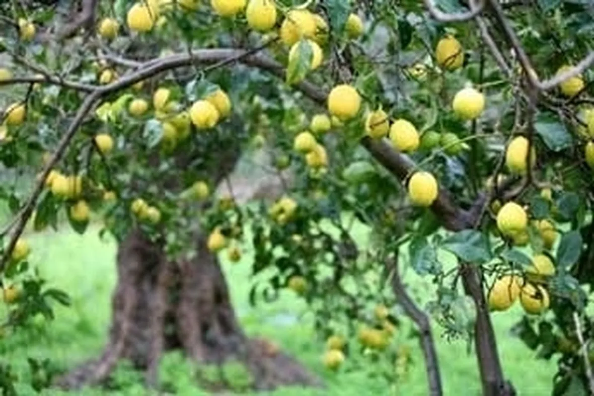 Cedro-13
