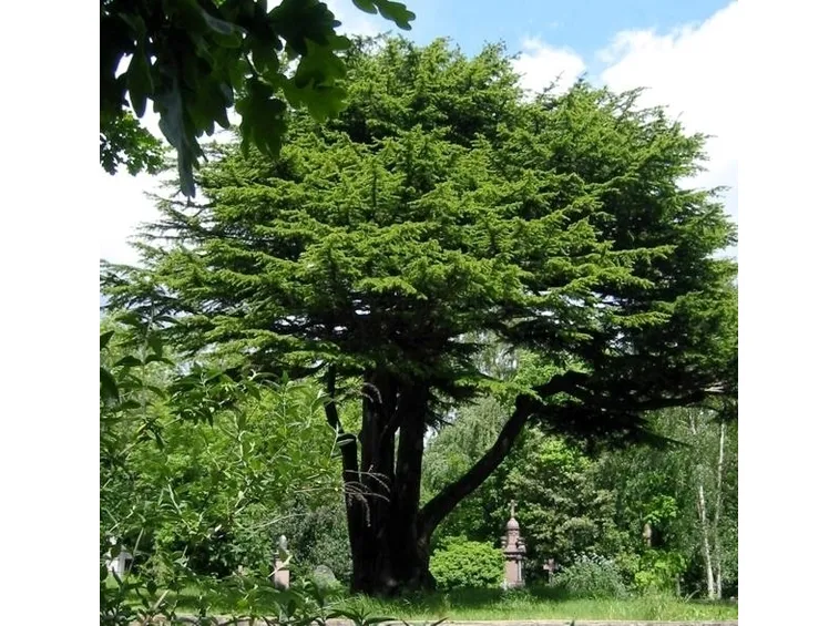 Cedro-15