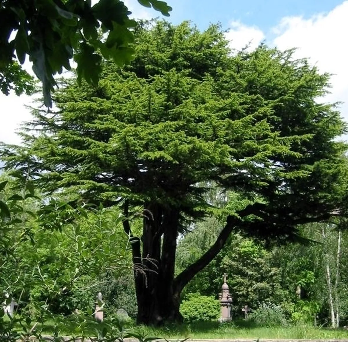 Cedro-15