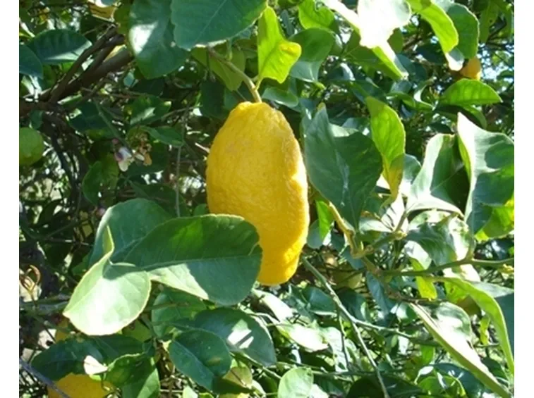 Cedro-16