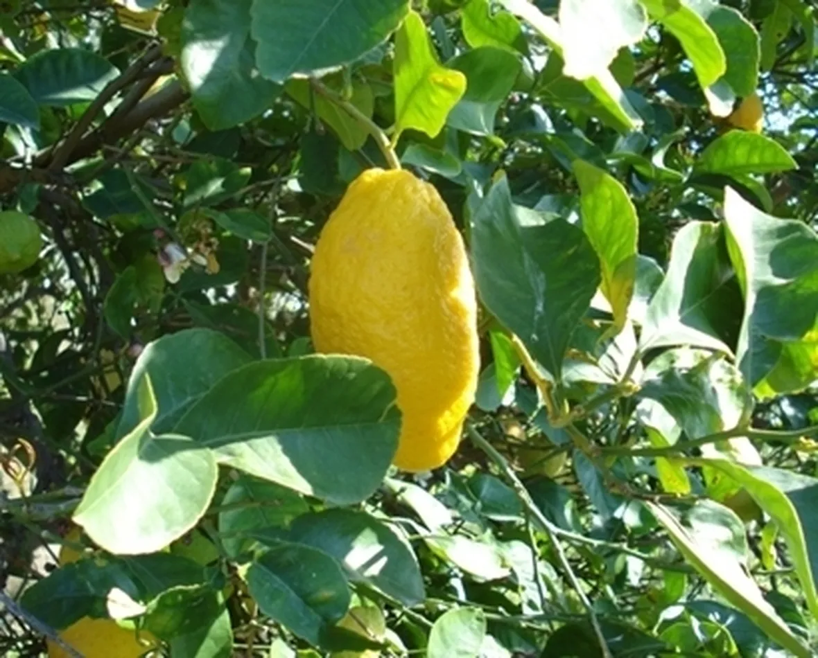 Cedro-16