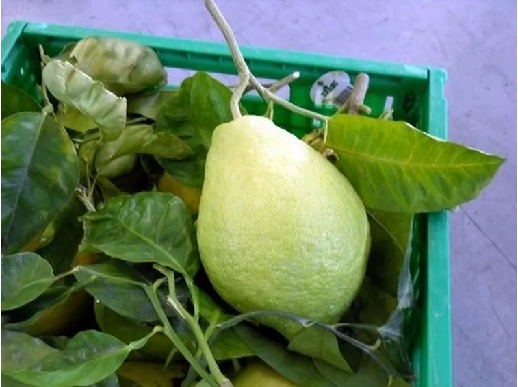 Cedro-18