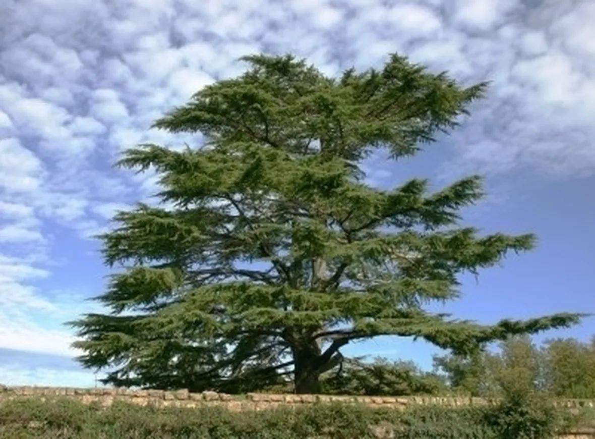Cedro-19