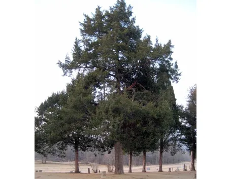Cedro-24