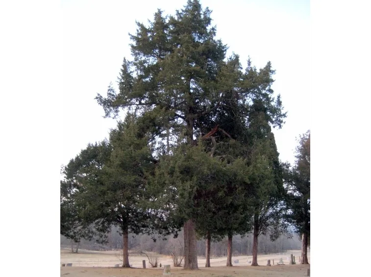 Cedro-24