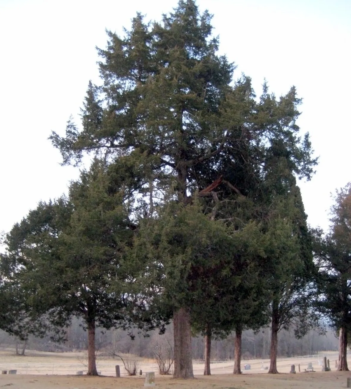 Cedro-24