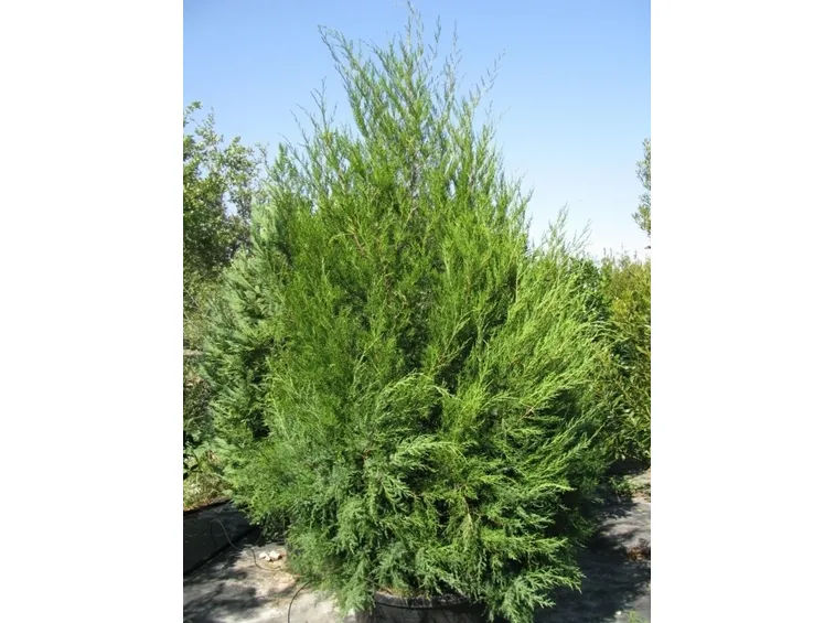 Cedro-25