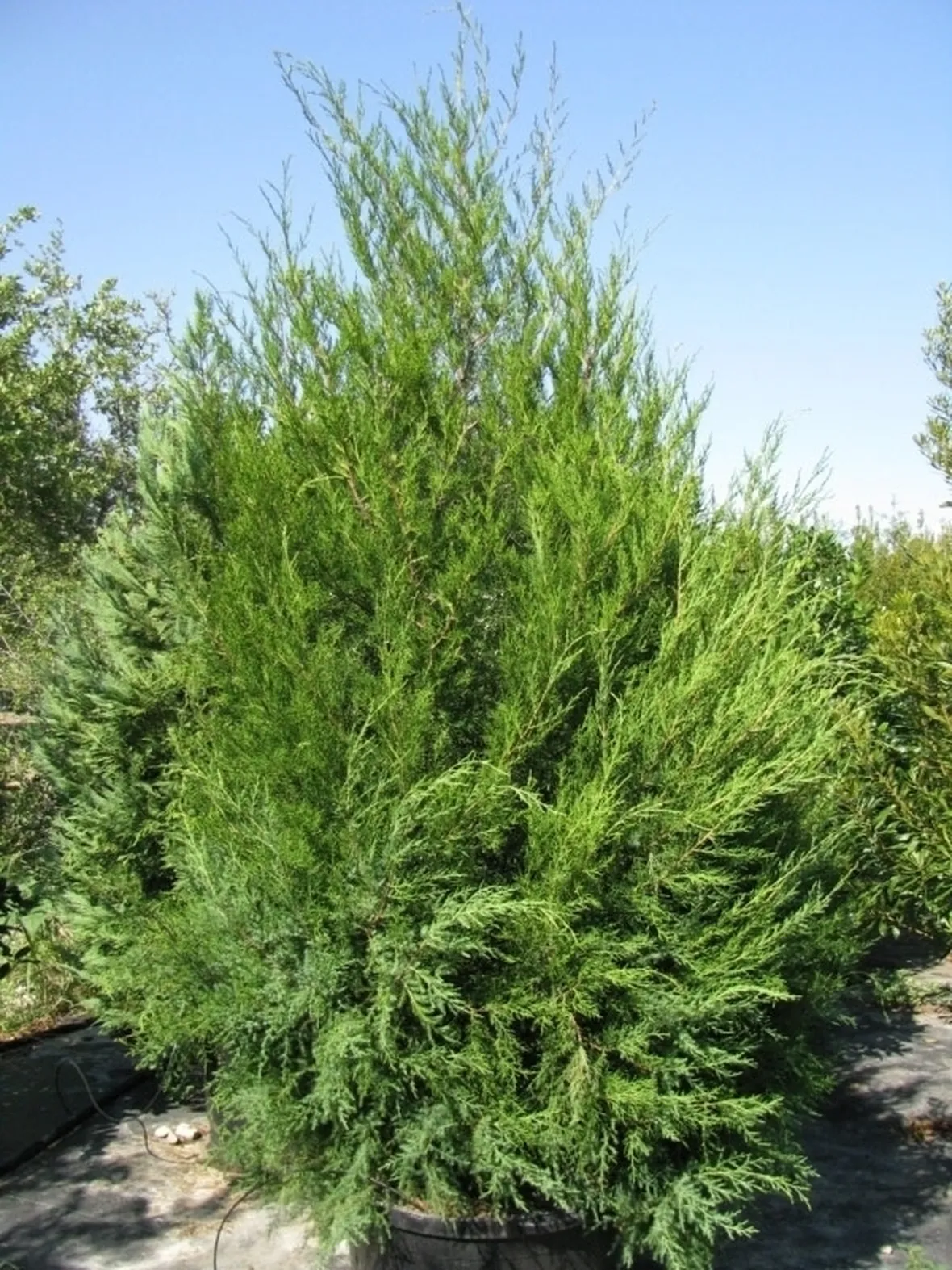 Cedro-25