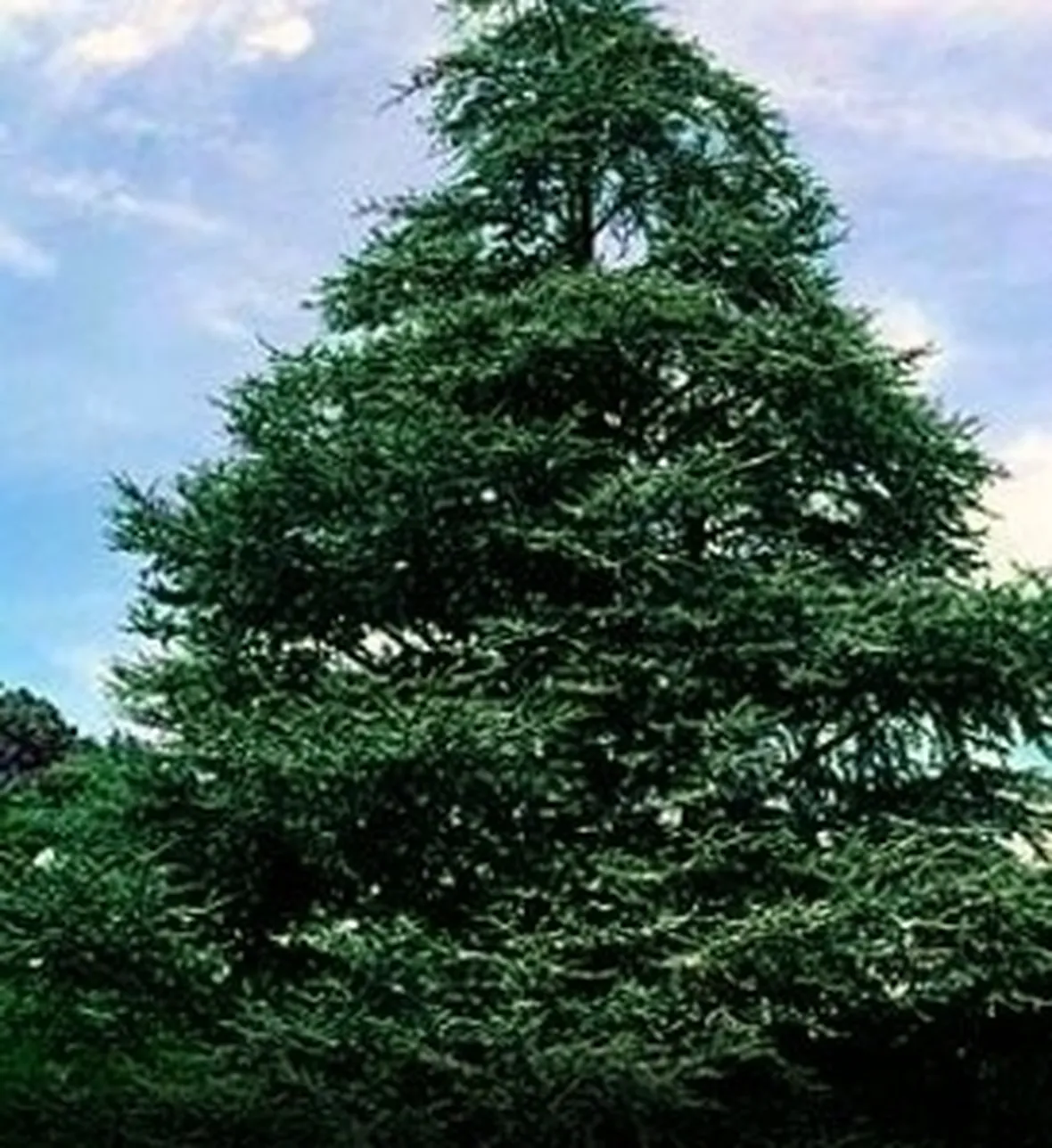Cedro-26