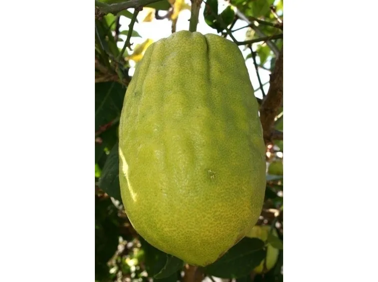 Cedro-28
