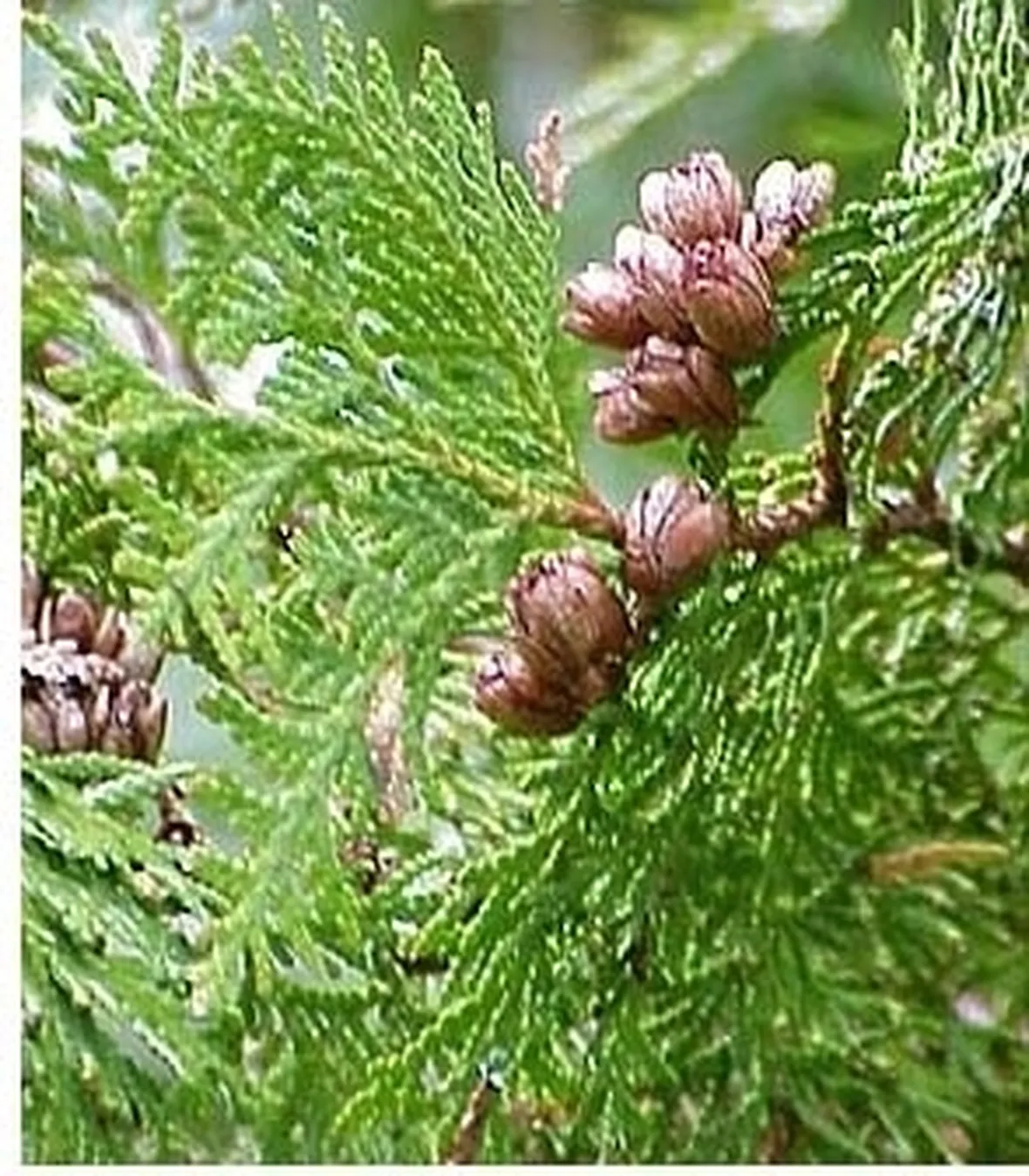 Cedro-29