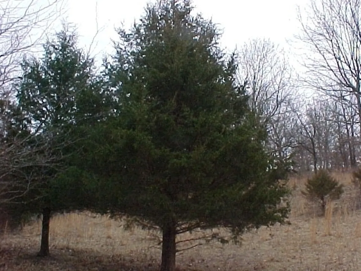 Cedro