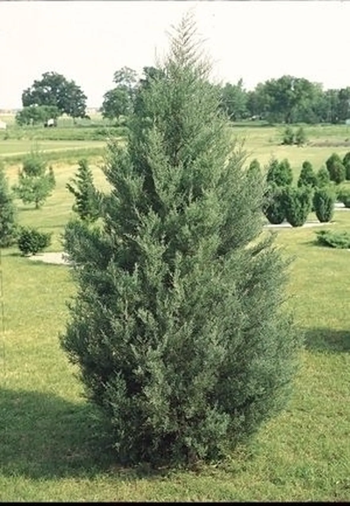 Cedro