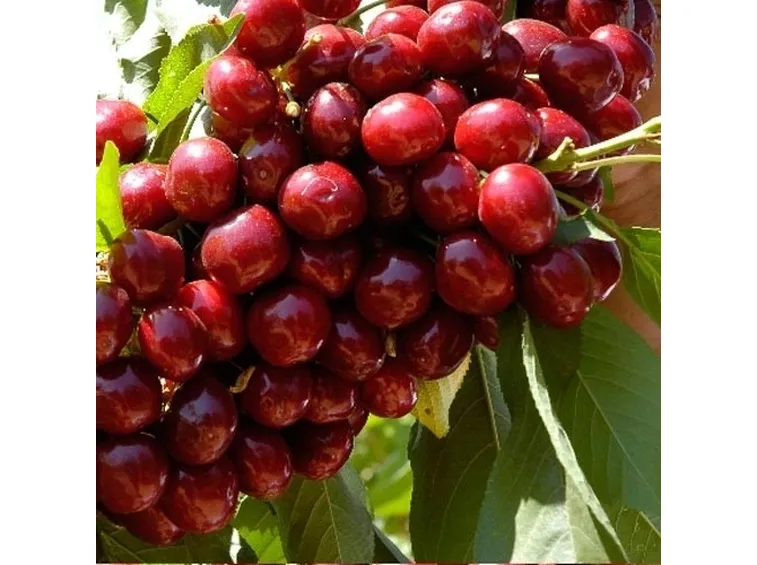 Domanda: ciliegio