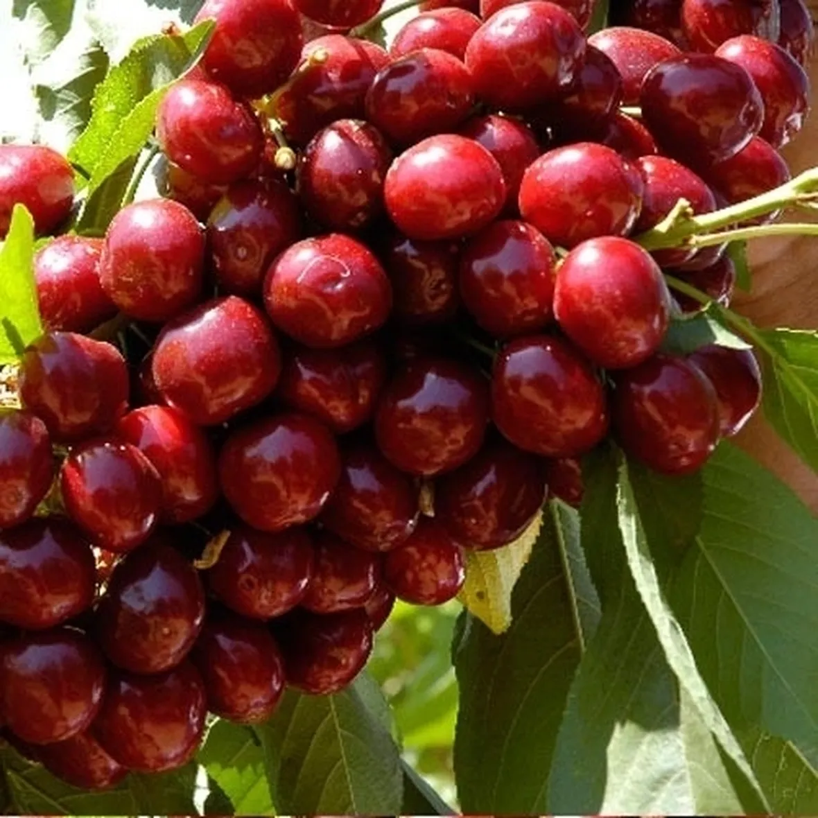 Domanda: ciliegio