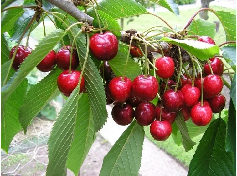 Domanda: Gommosi del ciliegio