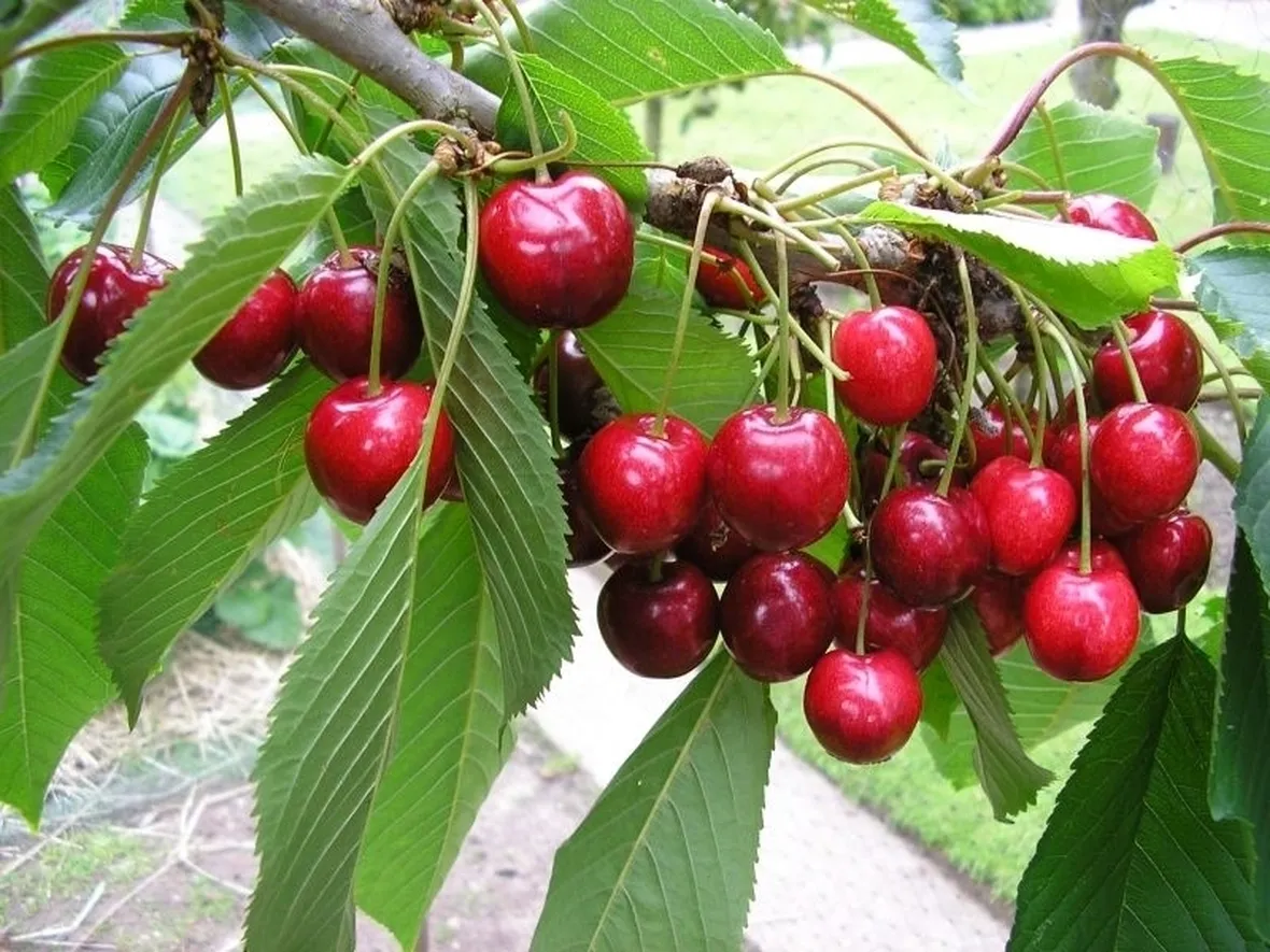 Domanda: Gommosi del ciliegio