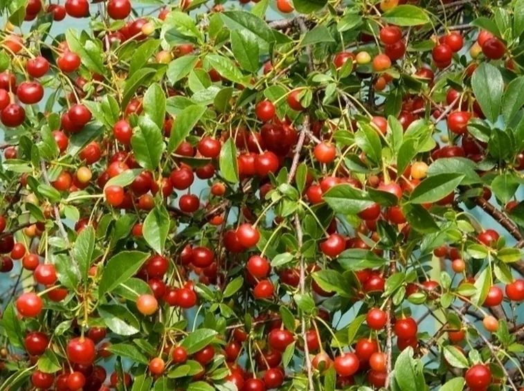 fiori ciliegio 