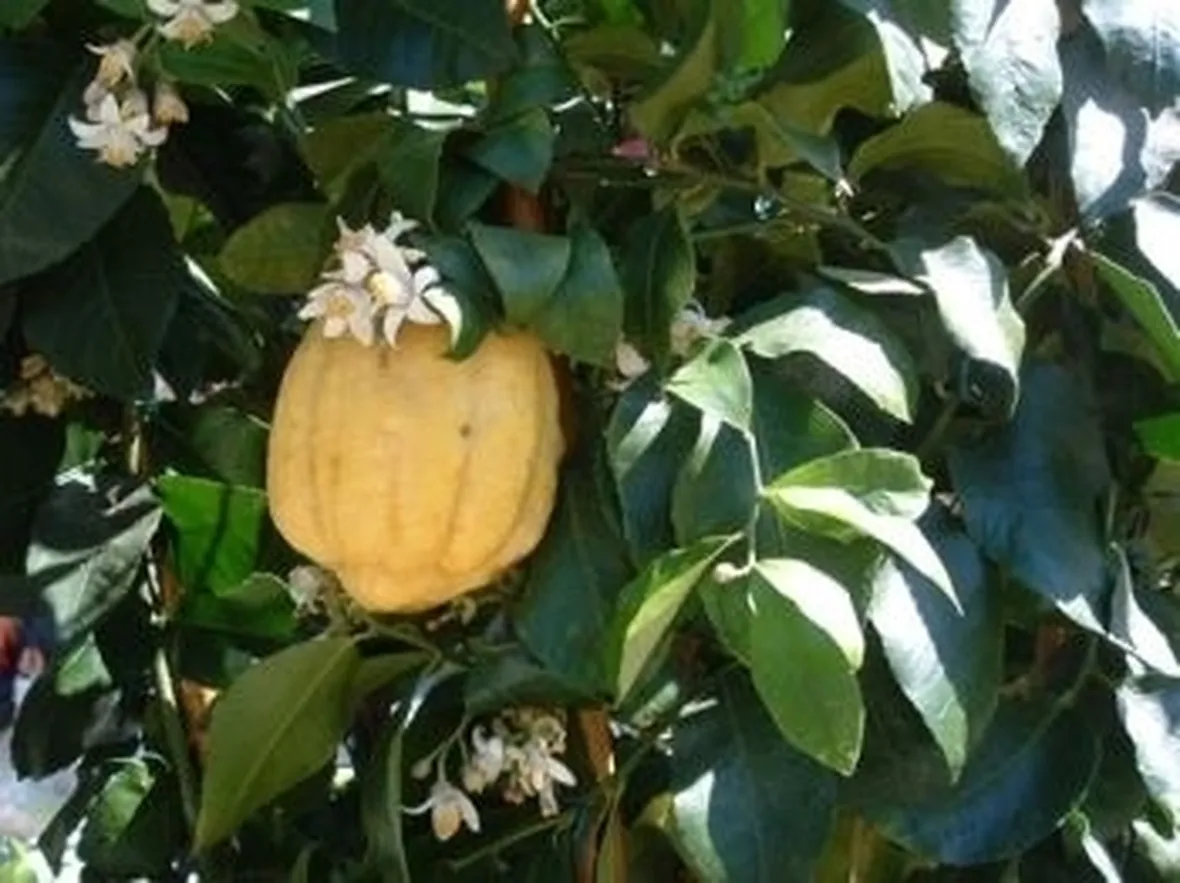 Il cedro in erboristeria