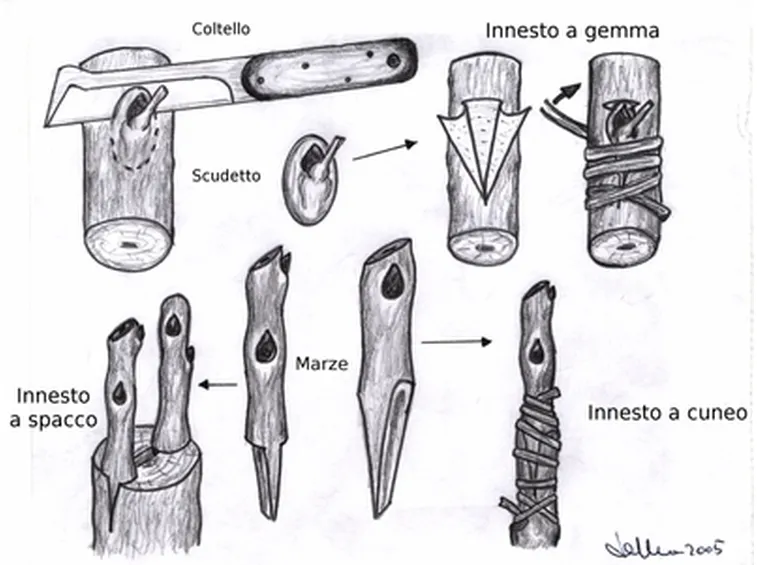 L'innesto a triangolo 