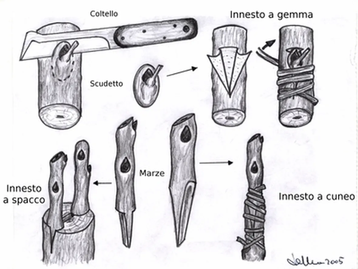 L'innesto a triangolo 