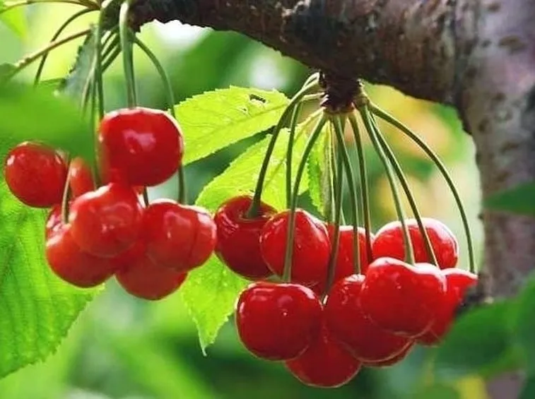 Risposta : ciliegio graffiato