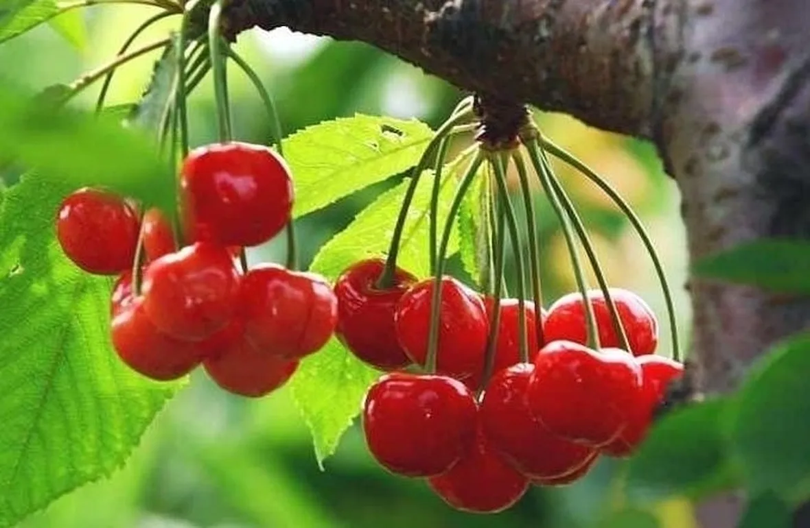 Risposta : ciliegio graffiato