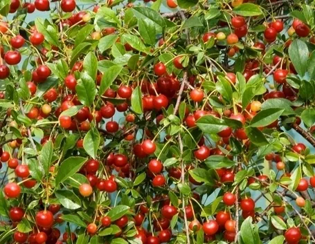 Risposta : ciliegio non fruttifica