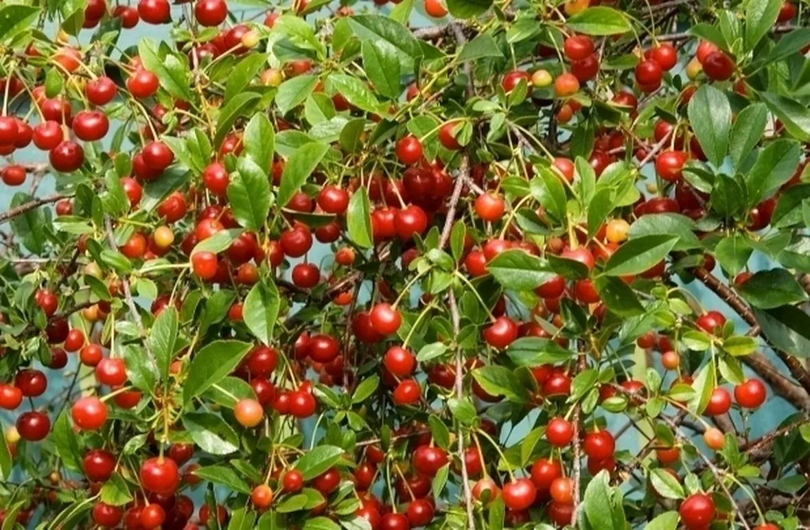 Risposta : ciliegio non fruttifica