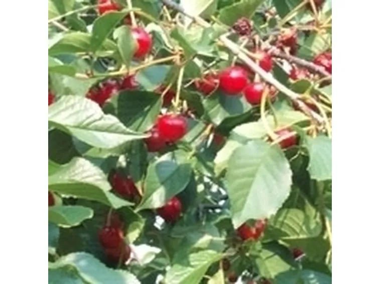 Risposta: ciliegio senza frutti