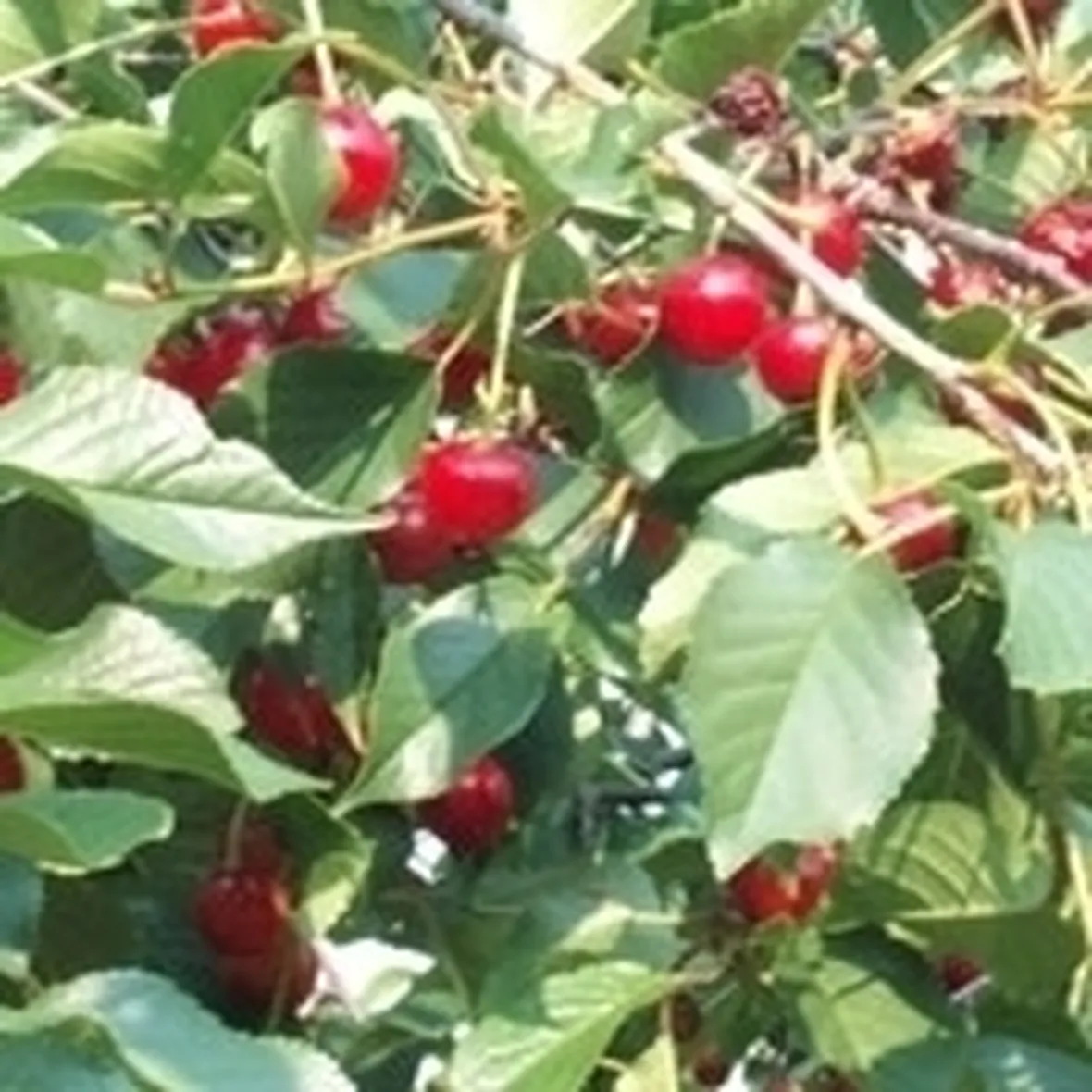 Risposta: ciliegio senza frutti