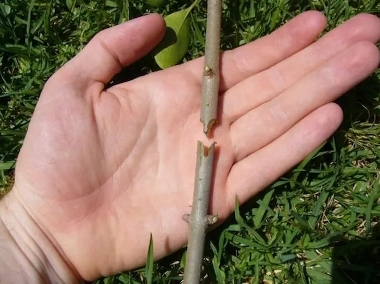 Risposta: Innesto del limone