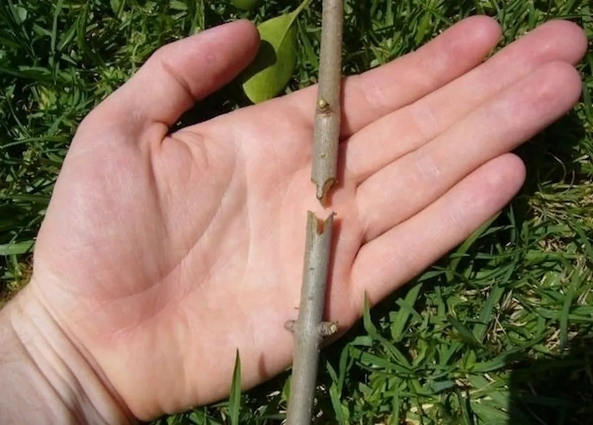 Risposta: Innesto del limone