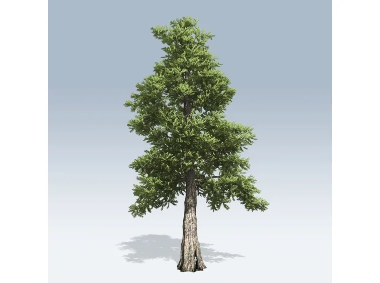 Sviluppo del cedro