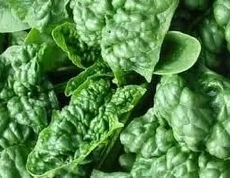 Esposizione e clima per gli spinaci
