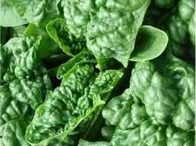 Esposizione e clima per gli spinaci