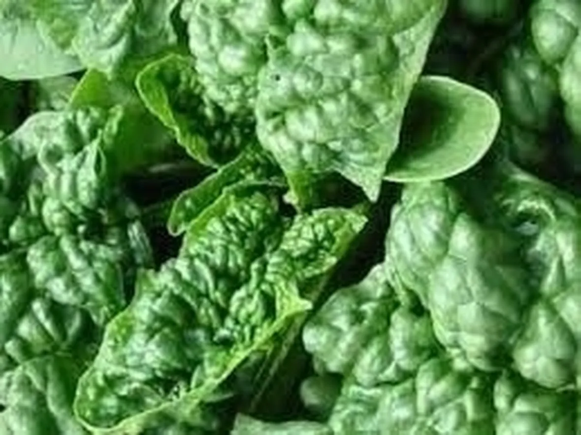 Esposizione e clima per gli spinaci
