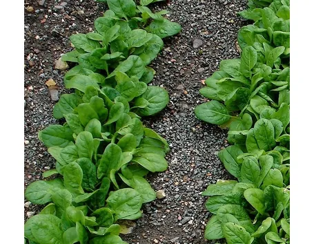 Gli spinaci nell’alimentazione