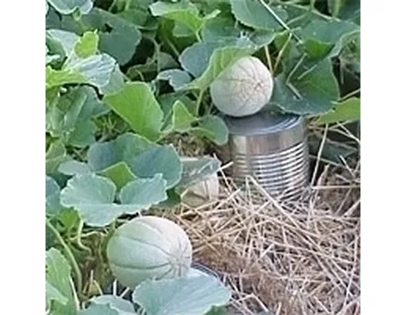 Melone-15