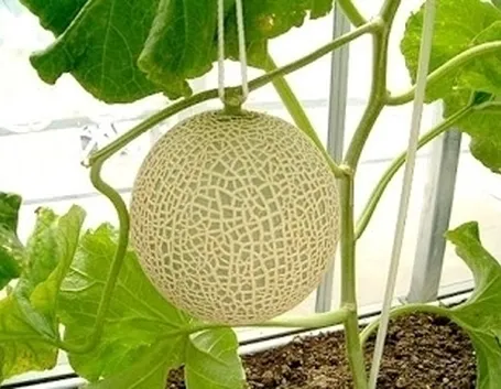 Melone-22