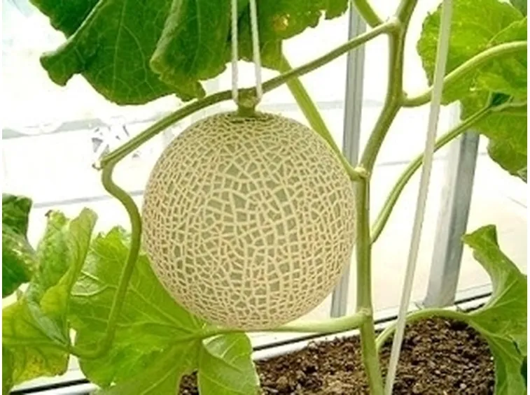 Melone-22