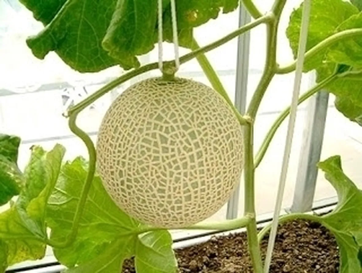 Melone-22